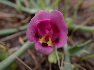 Diplacus tricolor, photographed by Scott Yarger