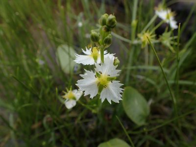 Damasonium californicum, photographed by Scott Yarger
