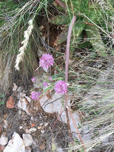 Allium acutiflorum, photographed by Ryan McMinds