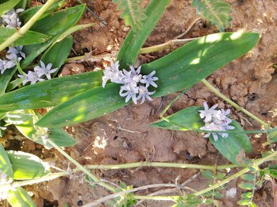 Lachenalia ensifolia, photographed by Christiaan Viljoen