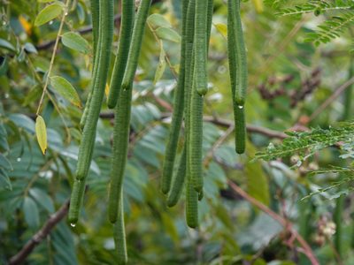 Senna spectabilis, photographed by Rejoice Gassah