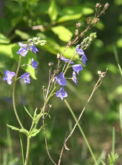 Veronica krylovii, photographed by Oleg Kosterin