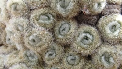 Haastia pulvinaris, photographed by craigphillips