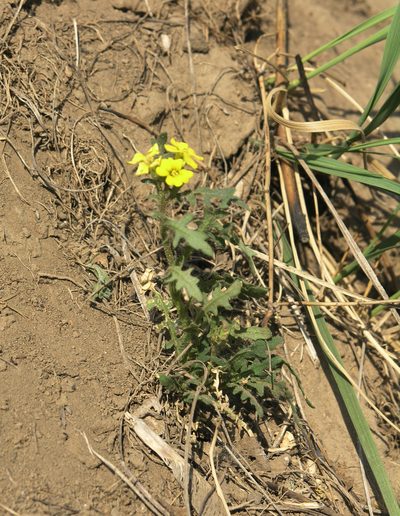 Chorispora sibirica, photographed by Oleg Kosterin