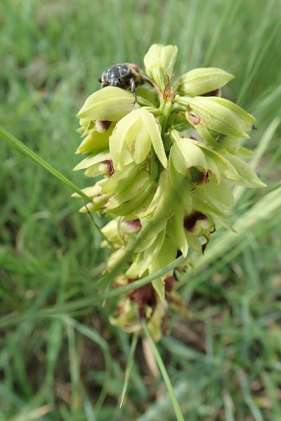 Eulophia foliosa, photographed by Peter Warren