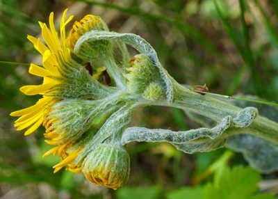 Tephroseris longifolia, photographed by Patrick Hacker