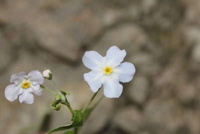 Mimophytum cardiophyllum, photographed by Juan Cruzado Cortés