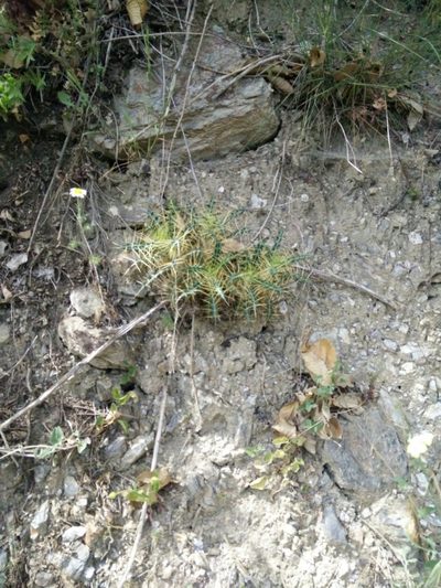 Ptilostemon hispanicus, photographed by Quentin Groom