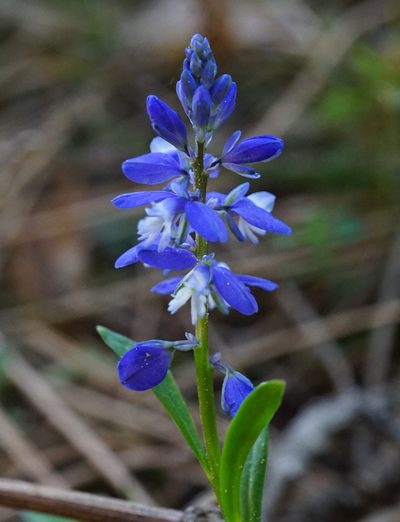 Polygala amara, photographed by Patrick Hacker