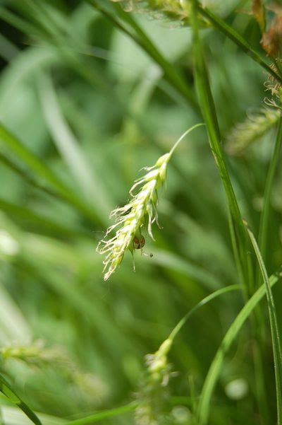 Carex arnellii, photographed by Alexander Dubynin