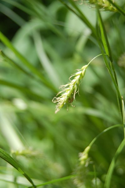 Carex arnellii, photographed by Alexander Dubynin