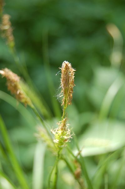 Carex arnellii, photographed by Alexander Dubynin
