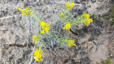 Oreocarya flava, photographed by Toby