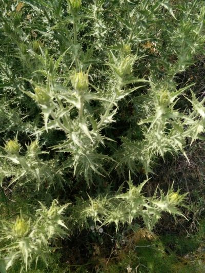 Phonus arborescens, photographed by Quentin Groom
