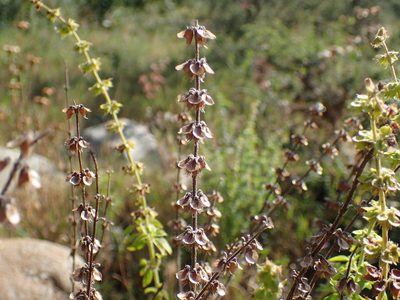 Ocimum americanum, photographed by Mahomed Desai