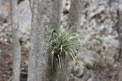 Tillandsia parryi, photographed by Juan Cruzado Cortés