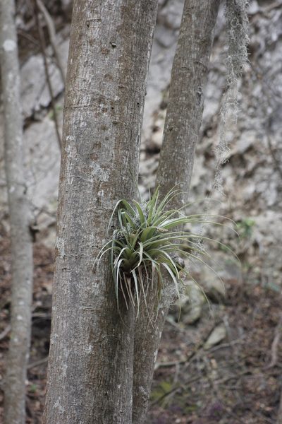 Tillandsia parryi, photographed by Juan Cruzado Cortés