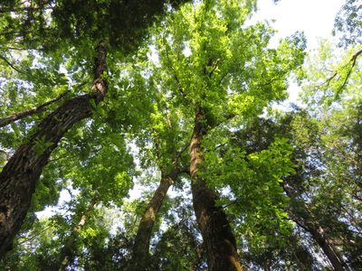 Quercus serrata, photographed by Marco Mussita