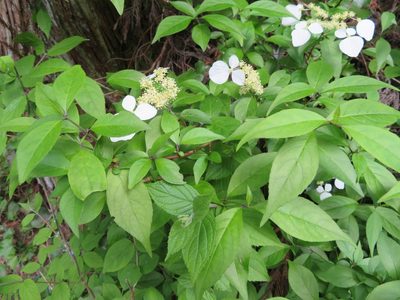 Hydrangea scandens, photographed by Marco Mussita