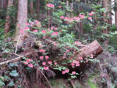 Rhododendron kaempferi, photographed by Marco Mussita
