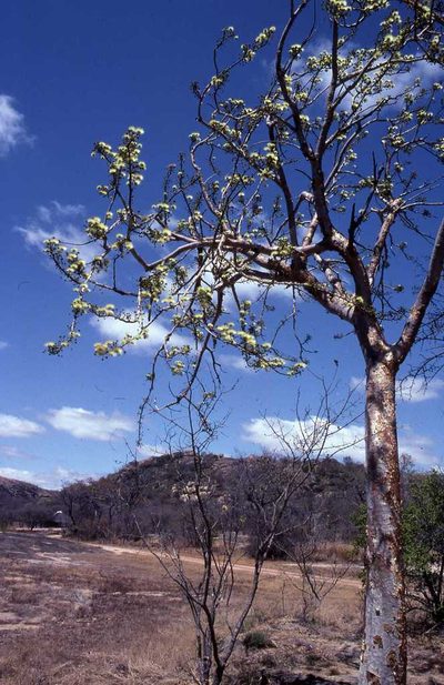Albizia tanganyicensis, photographed by Simon Tonge