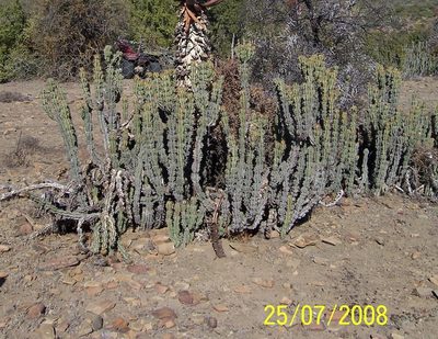 Euphorbia radyeri, photographed by Dave Brown
