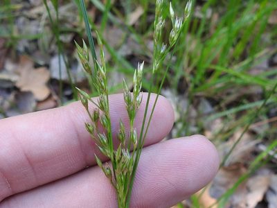 Juncus interior, photographed by Sam Kieschnick