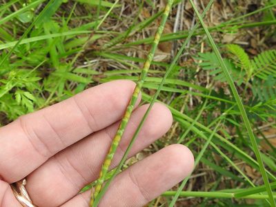 Rottboellia campestris, photographed by Sam Kieschnick