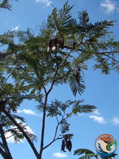 Lysiloma acapulcense, photographed by Eugenio Padilla