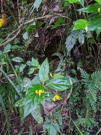 Lysimachia ardisioides, photographed by Cheng-Te Hsu