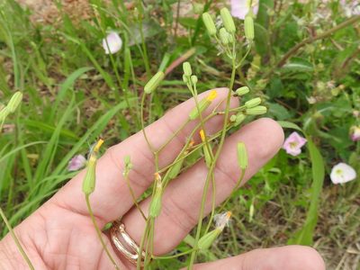 Crepis pulchra, photographed by Sam Kieschnick