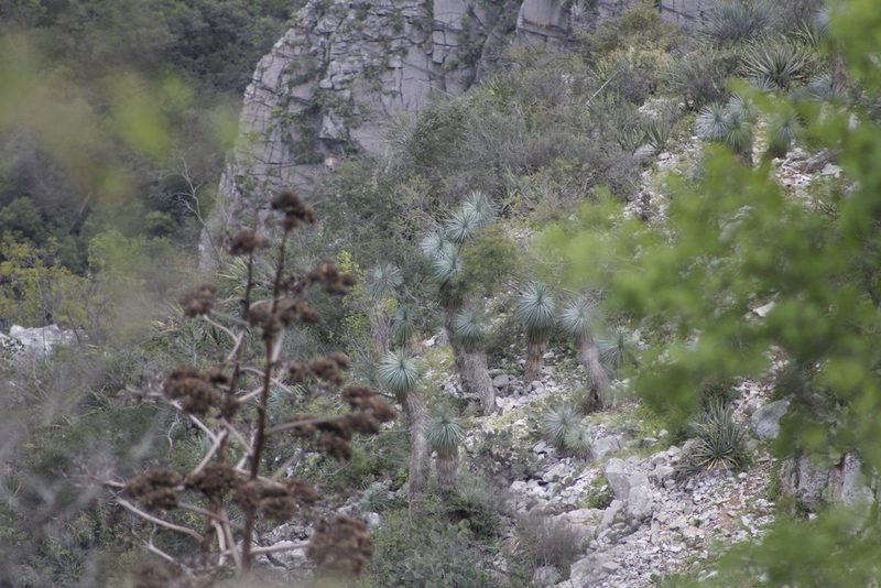 Yucca linearifolia, photographed by Juan Cruzado Cortés