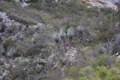 Yucca linearifolia, photographed by Juan Cruzado Cortés