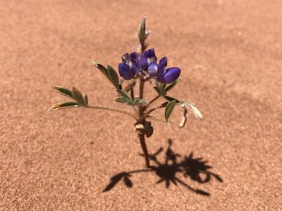 Lupinus pusillus, photographed by Robbie Hannawacker