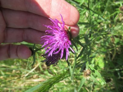 Centaurea decipiens, photographed by Crap Fou