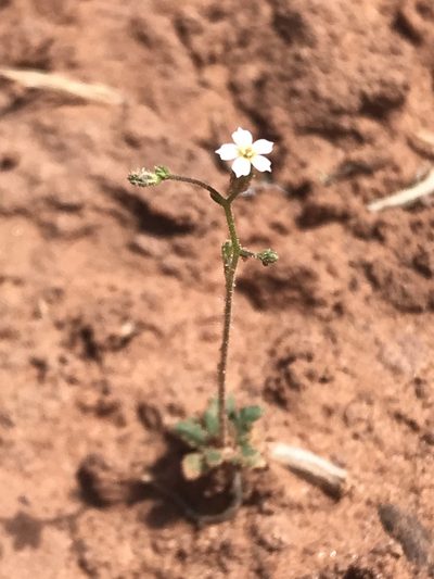 Aliciella leptomeria, photographed by Robbie Hannawacker