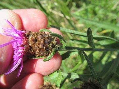 Centaurea decipiens, photographed by Crap Fou