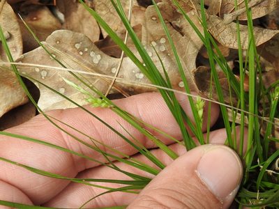 Carex planostachys, photographed by Sam Kieschnick