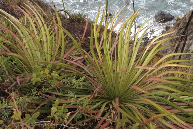 Agave ortgiesiana, photographed by Dante S. Figueroa