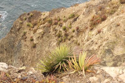 Agave ortgiesiana, photographed by Dante S. Figueroa