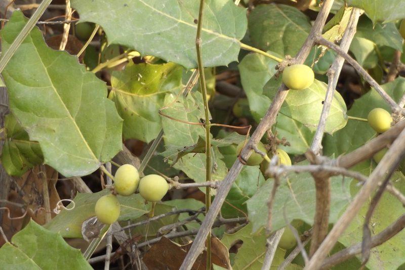 Hyperbaena ilicifolia, photographed by Dante S. Figueroa