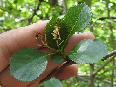 Crataegus reverchonii, photographed by Sam Kieschnick
