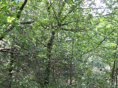 Crataegus reverchonii, photographed by Sam Kieschnick
