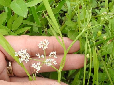 Limnosciadium pinnatum, photographed by Sam Kieschnick