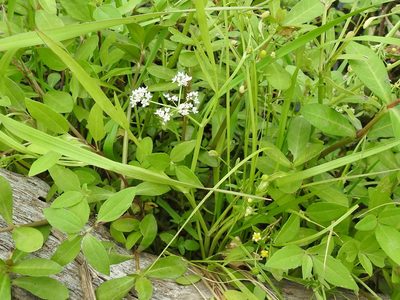 Limnosciadium pinnatum, photographed by Sam Kieschnick