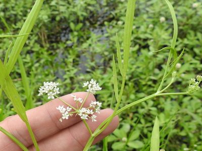 Limnosciadium pinnatum, photographed by Sam Kieschnick