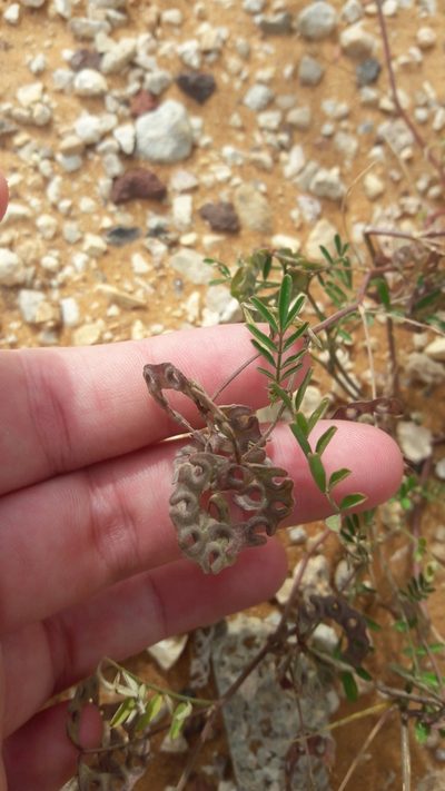 Hippocrepis multisiliquosa, photographed by Astra