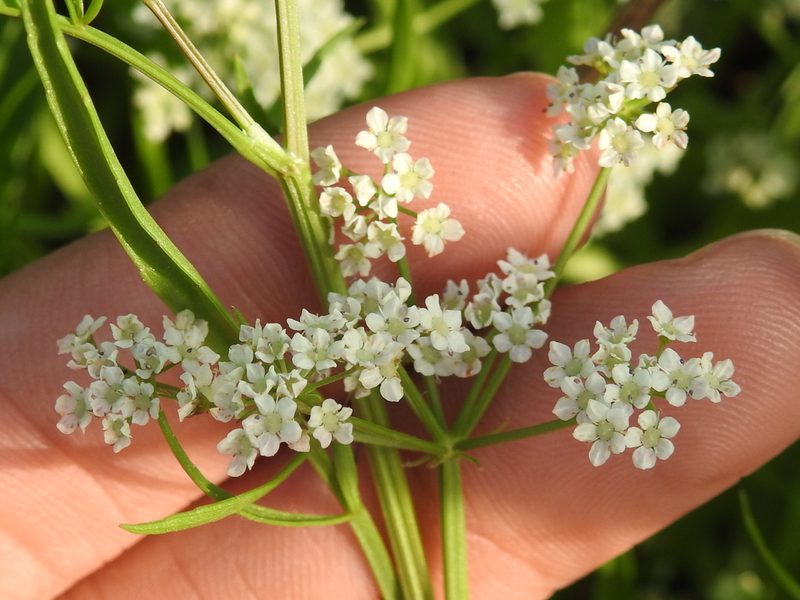 Limnosciadium pinnatum, photographed by Sam Kieschnick