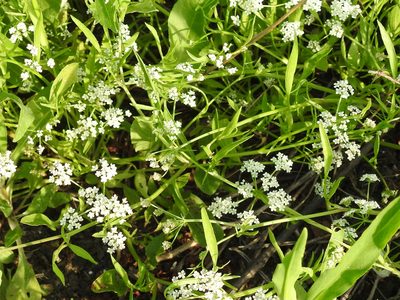 Limnosciadium pinnatum, photographed by Sam Kieschnick