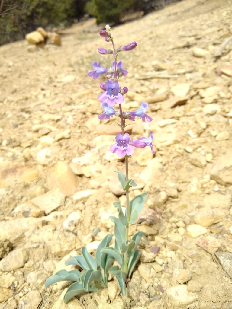 Penstemon lentus, photographed by Chris Quirin